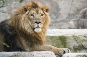 Eight Asiatic lions test positive in COVID-19 in Hyderabad zoo , first in India