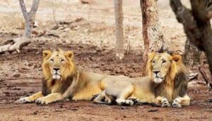 Eight Asiatic lions test positive in COVID-19 in Hyderabad zoo , first in India