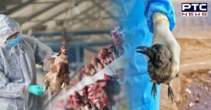 Bird flu cases found in Ludhiana, area in Kila Raipur village declared ‘infected zone’