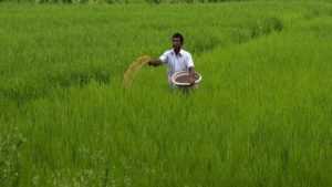 Govt Subsidy on DAP hiked by 140% , farmers to get fertiliser at old rates of Rs 1,200