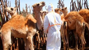 Coronavirus : UAE scientists reserach ‘immune’ camels with COVID-19 to study virus antibodies
