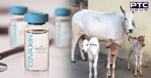 Bharat Biotech uses 'calf serum' to make Covaxin ? Experts call it 'standard practice'