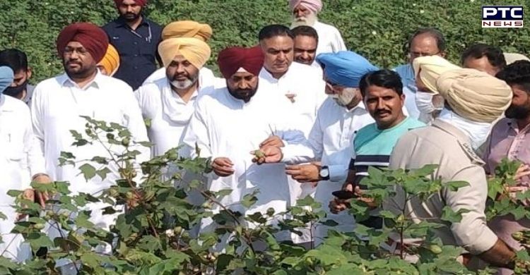 Punjab CM takes stock of crop destroyed due to pink bollworm infestation in  Bathinda