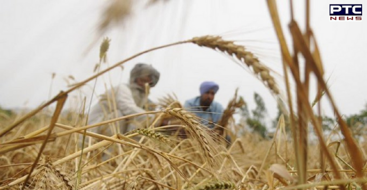 Punjab: Unseasonal rains, hailstorms damage farmers' crops