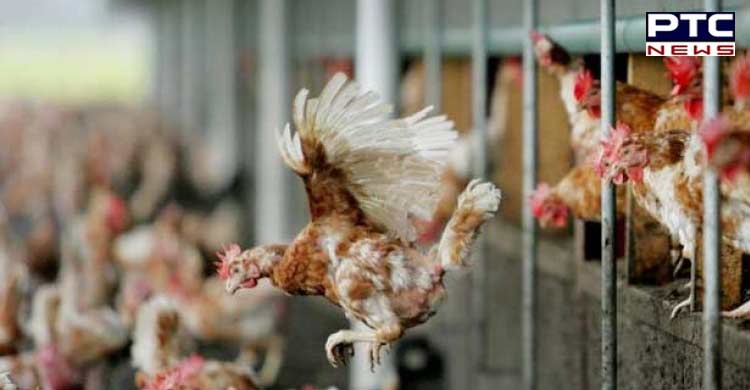 First human case of H3N8 bird flu reported in China