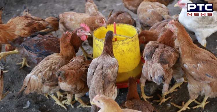 First human case of H3N8 bird flu reported in China