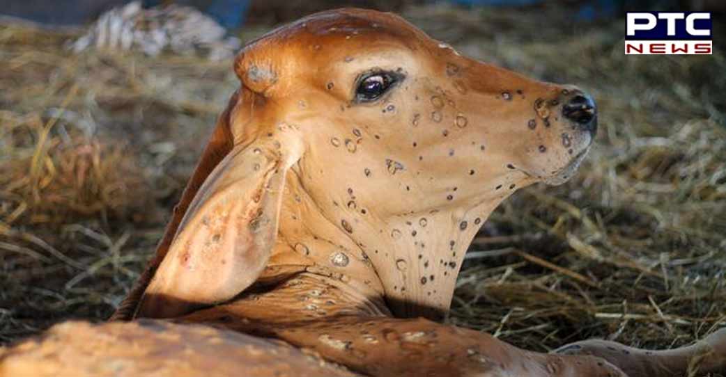 Punjab to procure 3.33 lakh more doses of goat pox vaccine to prevent lumpy skin disease