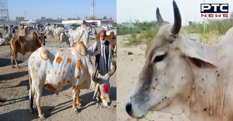 Lumpy Skin disease grips Punjab; govt shuts cattle markets