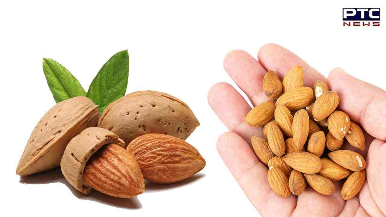 Almonds can help in weight loss journey, suggests study