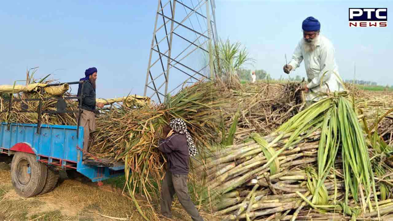 Punjab Govt issues notification on hike in price of sugarcane