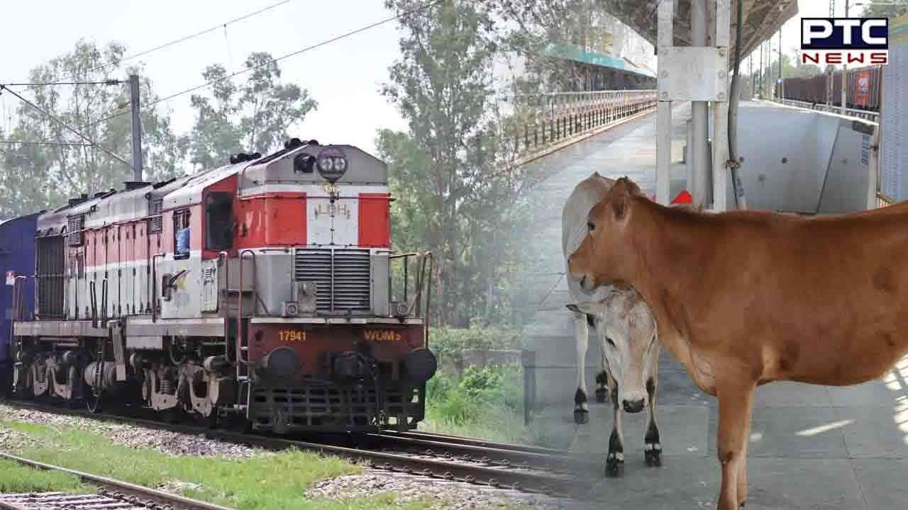 Railways to build boundary wall to prevent cattle being run over