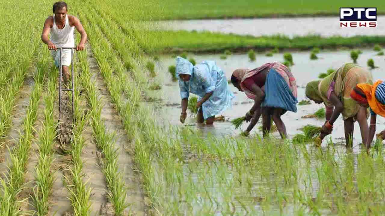 India lifts export ban on organic non-basmati rice