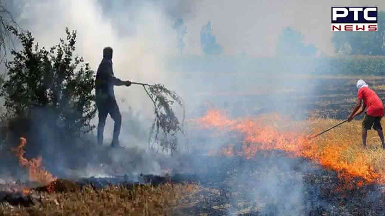 'Toothless': Supreme Court grills Punjab, Haryana over stubble burning