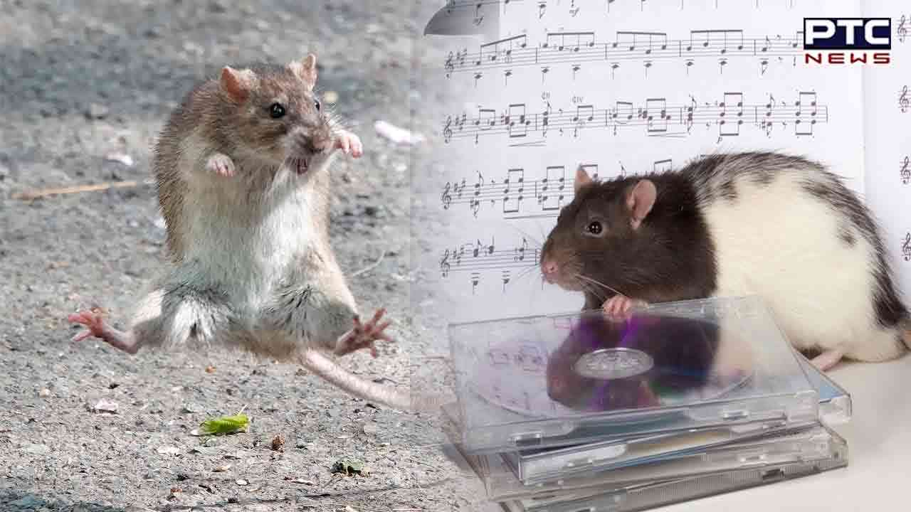 Like human beings, rats too detect musical beats and dance to them!