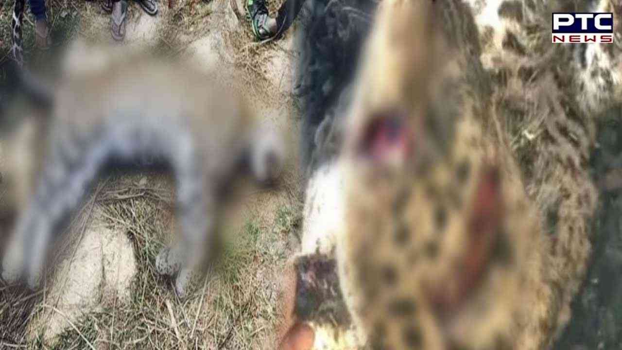 Punjab: Poachers slaughter leopard cub in Nangal