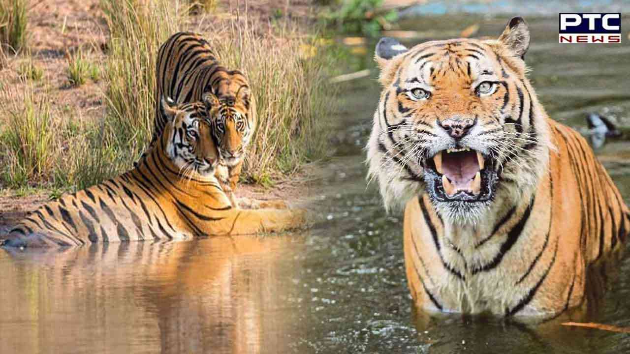 Centre to SC: 2,967 tigers spread out in 53 tiger reserves in India