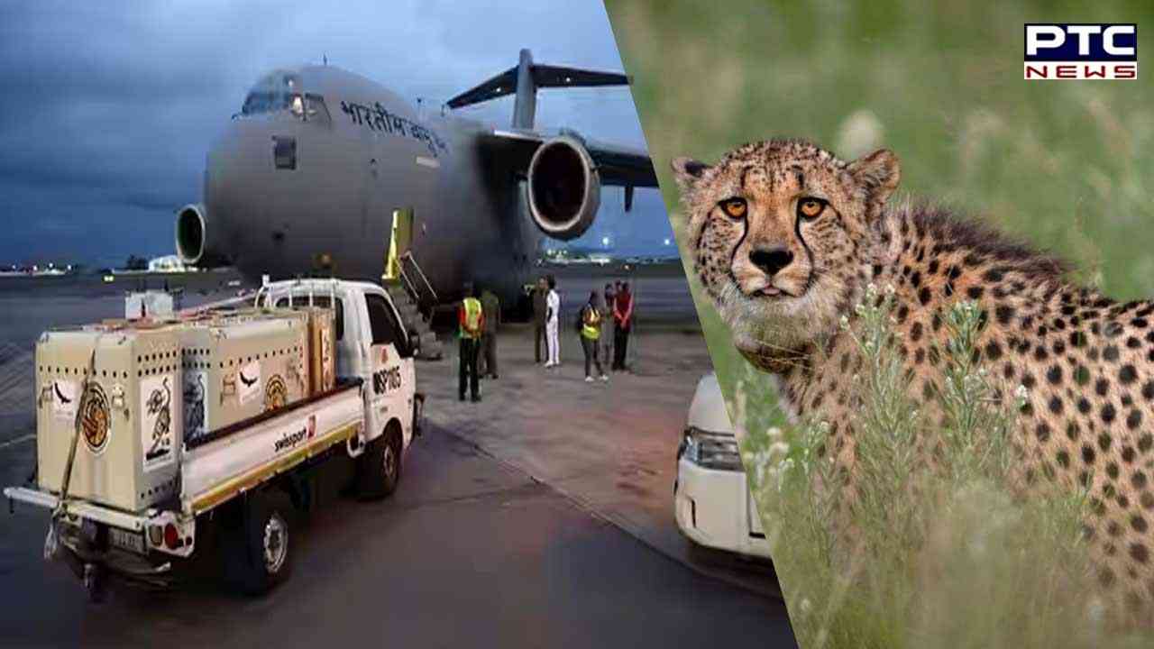 MP: 12 cheetahs from South Africa arrives at Gwalior Airport