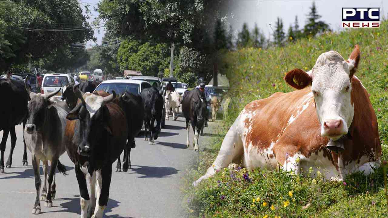 ਇਸ ਦੇਸ਼ ’ਚ ਜੰਗਲੀ ਗਾਵਾਂ ਨੂੰ ਹੈਲੀਕਾਪਟਰ ਰਾਹੀ ਗੋਲੀ ਮਾਰਨ ਦੇ ਹੁਕਮ !