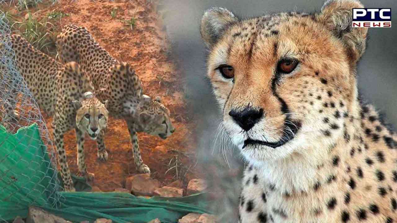 12 South African cheetahs to land in India on Feb 18 through IAF plane