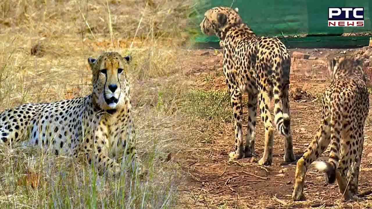 India to receive 12 more Cheetahs from South Africa on Feb 18