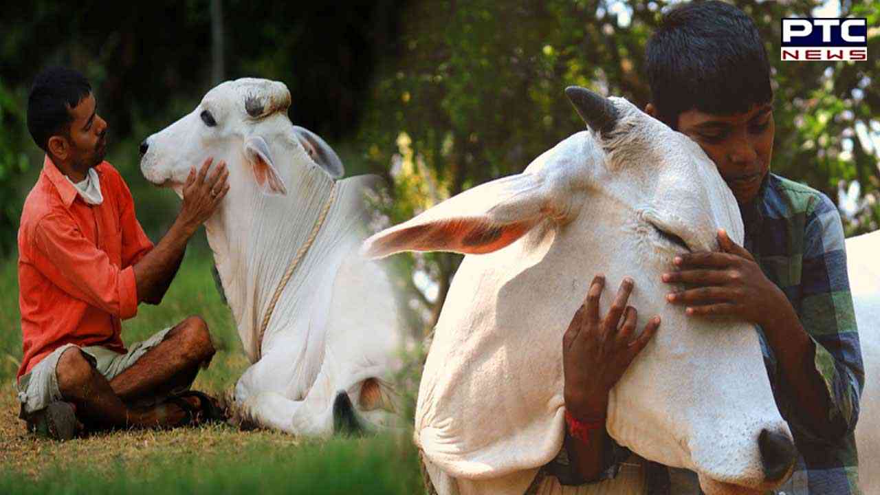 Valentine's Day Special! ਸਰਕਾਰ ਵੱਲੋਂ 14 ਫਰਵਰੀ ਨੂੰ 'Cow Hug Day' ਮਨਾਉਣ ਦੀਆਂ ਹਦਾਇਤਾਂ