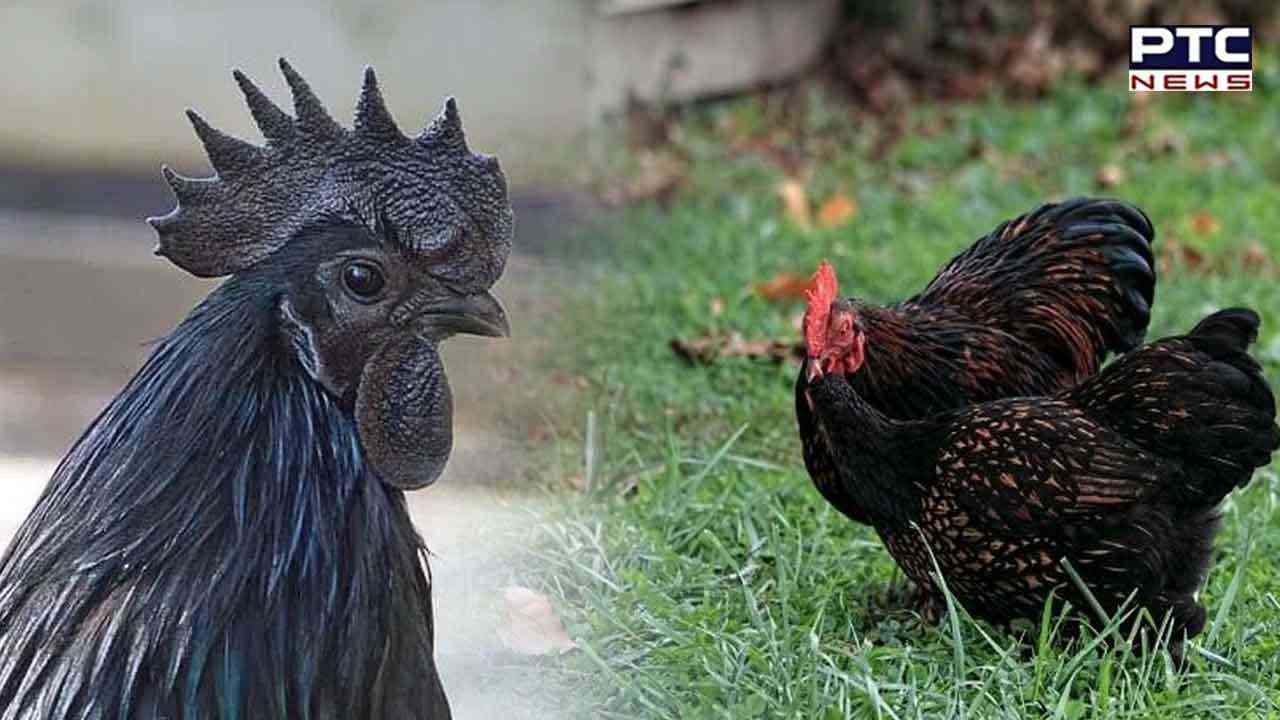 'ਲੈੱਗ ਪੀਸ' ਟੁੱਟਿਆ ਤਾਂ ਕੁੱਕੜ ਮਾਲਕਣ ਨਾਲ ਪਹੁੰਚਿਆ ਥਾਣੇ, ਇਨਸਾਫ਼ ਦੀ ਲਗਾਈ ਗੁਹਾਰ