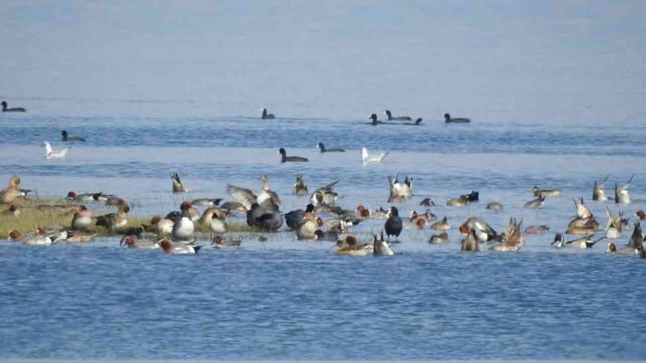 पौंग बांध झील में इस बार प्रवासी पक्षियों की संख्या 7 हज़ार बढ़ी, नई प्रजातियां भी आई नज़र