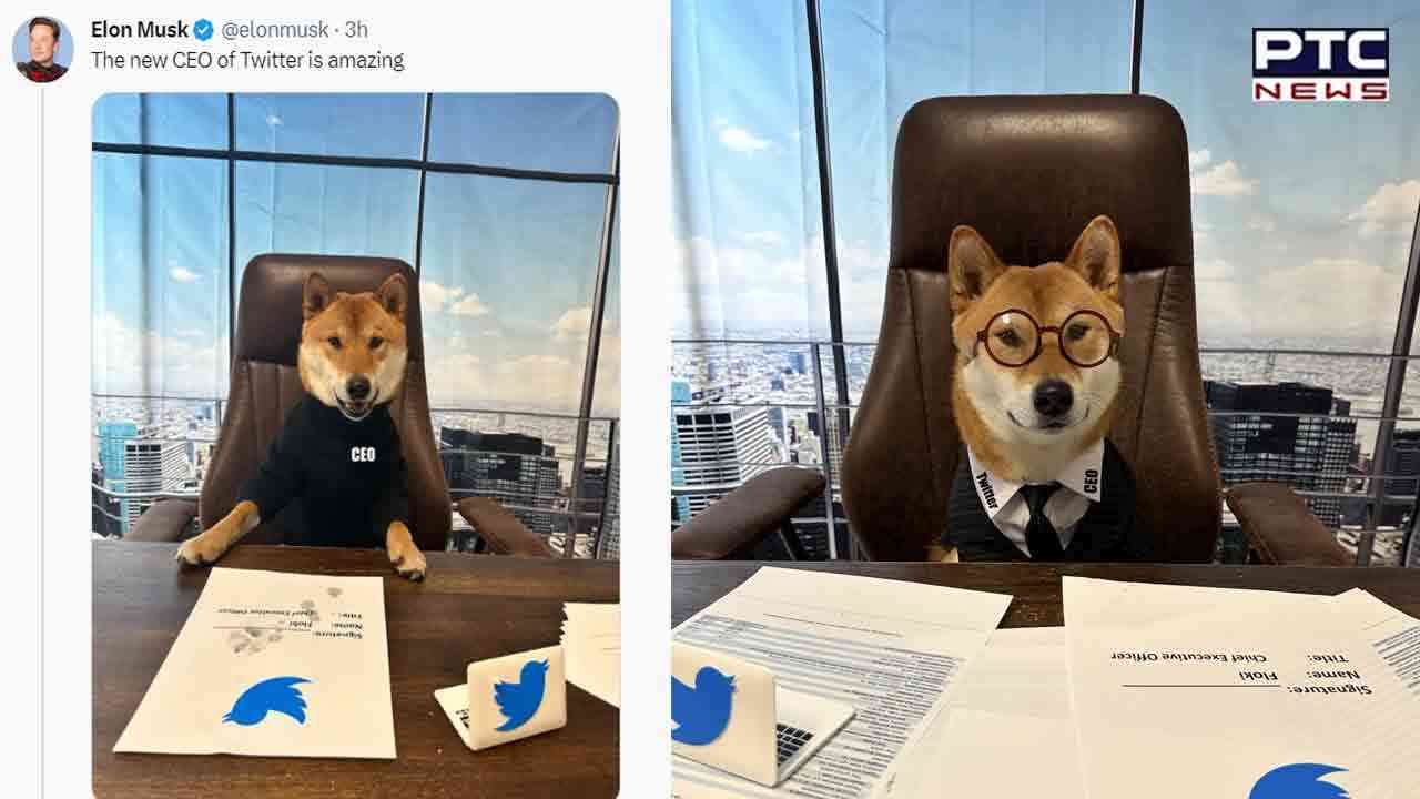 ਐਲੋਨ ਮਸਕ ਨੇ ਕੁੱਤੇ ਨੂੰ ਹੀ ਬਣਾ ਦਿੱਤਾ ਟਵਿੱਟਰ ਦਾ ਨਵਾਂ CEO,ਕਿਹਾ- 