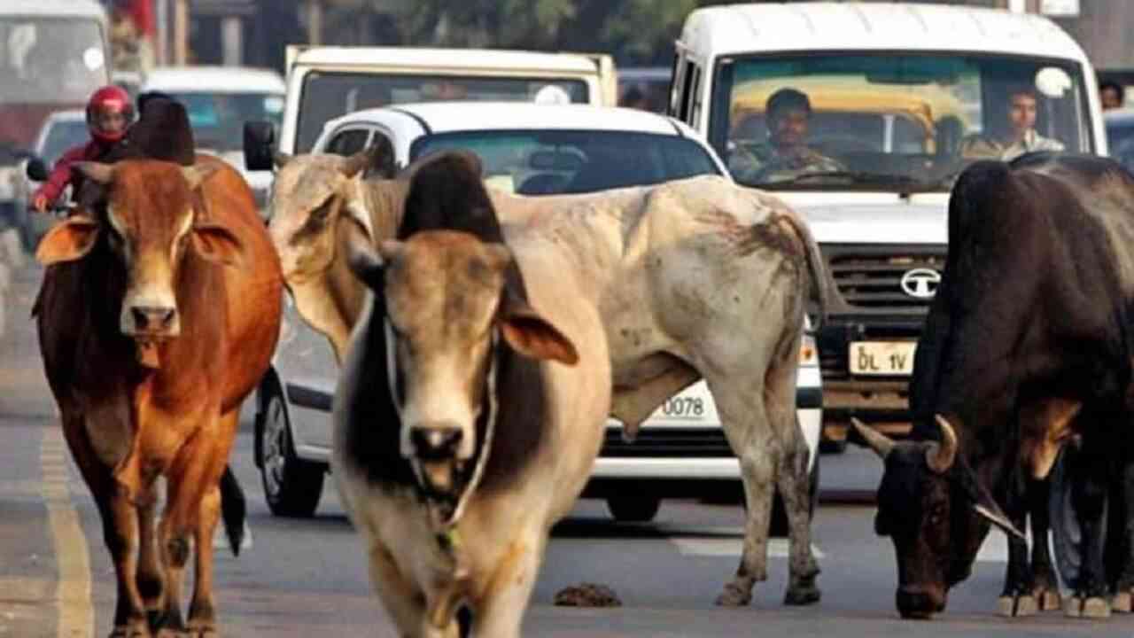 मुख्यमंत्री खट्टर ने पंचायतों से निराश्रित गायों की देखभाल का किया आह्वान