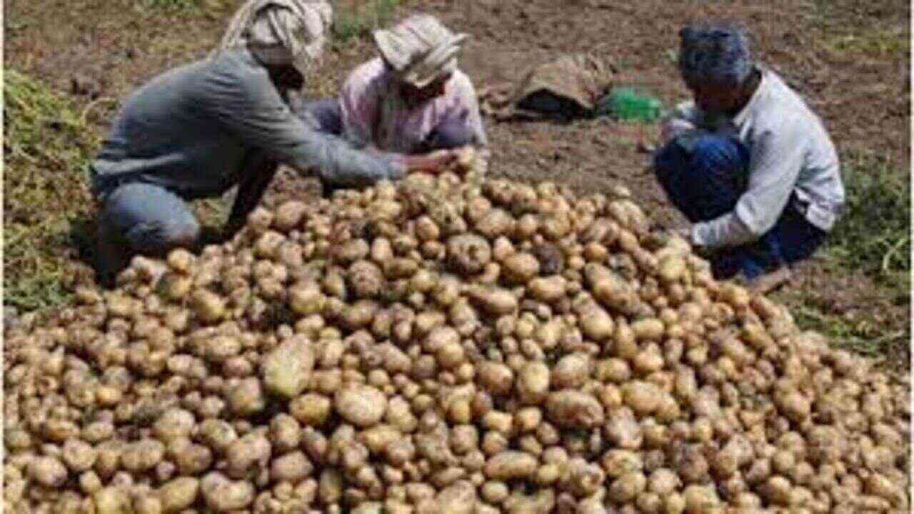 आलू किसानों के फायदे के लिए योगी सरकार का एक और कदम, यूपी से आलू का होगा निर्यात