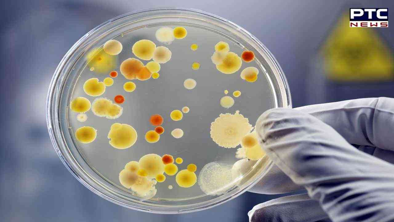 'Bacterial vampirism': Deadly bacteria are drawn towards human blood, finds study