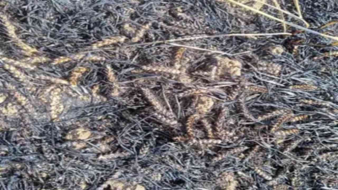 हरियाणा : बिजली विभाग की गलती के कारण 15 एकड़ गेंहू के खेत में लगी आग, हुआ भारी नुकसान