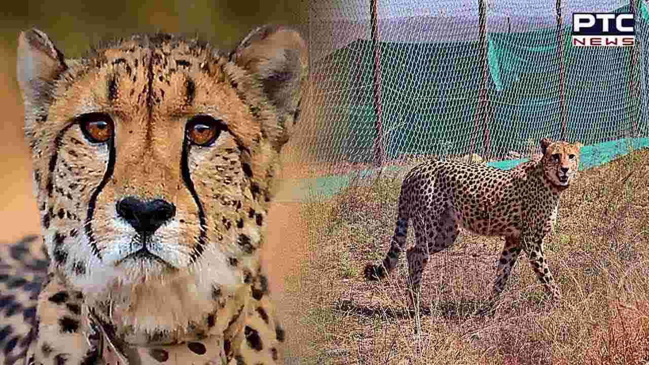 Cheetah translocation project takes tragic turn