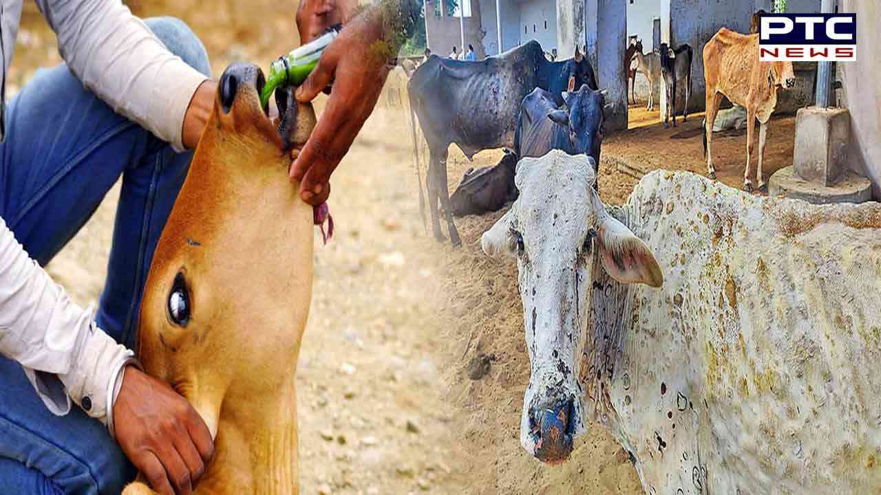 90pc of Punjab cattle vaccinated against lumpy skin disease
