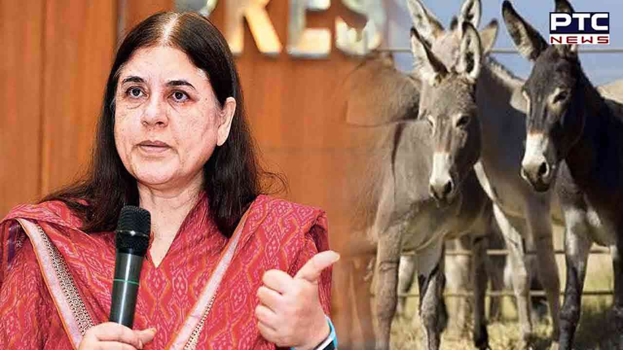 Maneka Gandhi: ਬੀਜੇਪੀ ਸਾਂਸਦ ਮੇਨਕਾ ਗਾਂਧੀ ਦਾ ਅਜੀਬ ਬਿਆਨ; 'ਗਧੀ ਦੇ ਦੁੱਧ ਦਾ ਸਾਬਣ ਔਰਤ ਦੇ ਸਰੀਰ ਨੂੰ ਰੱਖਦਾ ਹੈ ਸੁੰਦਰ'