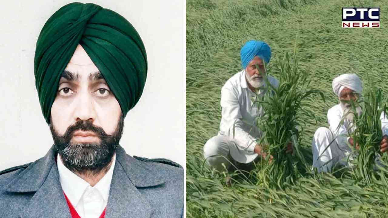ਕੇਂਦਰ ਸਰਕਾਰ ਵੱਲੋਂ ਕਣਕ ਖਰੀਦ 'ਚ ਸ਼ਰਤਾਂ ਲਗਾ ਕੇ ਰੇਟ 'ਚ ਕਟੌਤੀ ਕਰਨ ਦੇ ਲਏ ਫ਼ੈਸਲੇ ਦੀ ਭਾਕਿਯੂ ਲੱਖੋਵਾਲ-ਟਿਕੈਤ ਵੱਲੋਂ ਸਖ਼ਤ ਨਿਖੇਧੀ