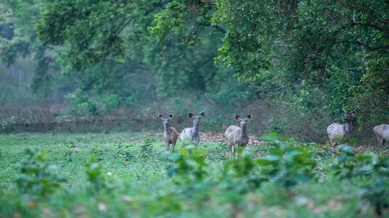 हरियाणा का एकमात्र जंगल जहां बन सकता है टाइगर रिजर्व