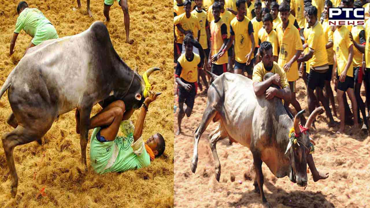 Jallikattu to continue in Tamil Nadu as SC allows bull-taming sport in state | All you need to know