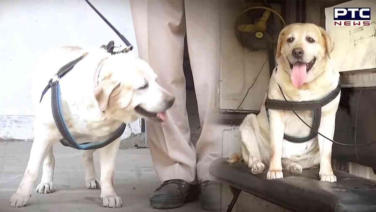 Punjab Police ਦਾ ਇਹ DOG  ਕੈਂਸਰ ਨੂੰ ਹਰਾ ਕੇ ਮੁੜ DUTY 'ਤੇ ਪਰਤਿਆ, DOG ਨੇ ਸੁਲਝਾਏ ਸੀ ਇਹ ਮਾਮਲੇ