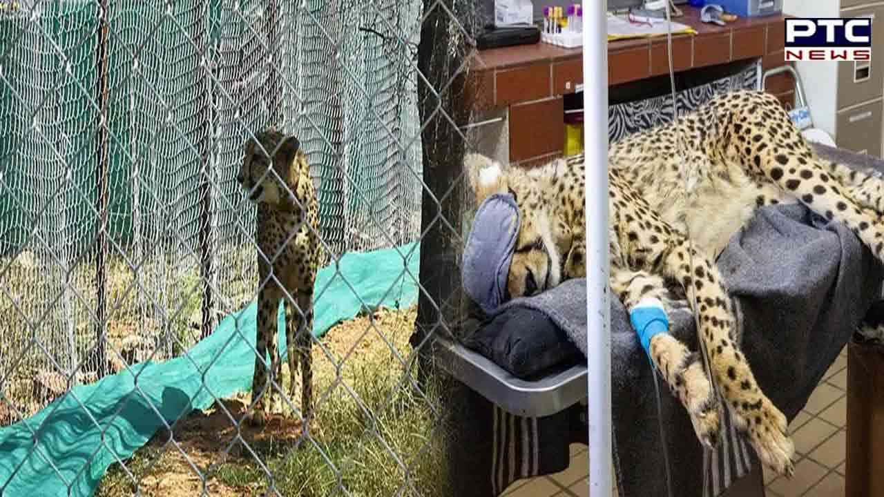 Another female cheetah 'Daksha' brought from South Africa dies at MP 's Kuno National Park