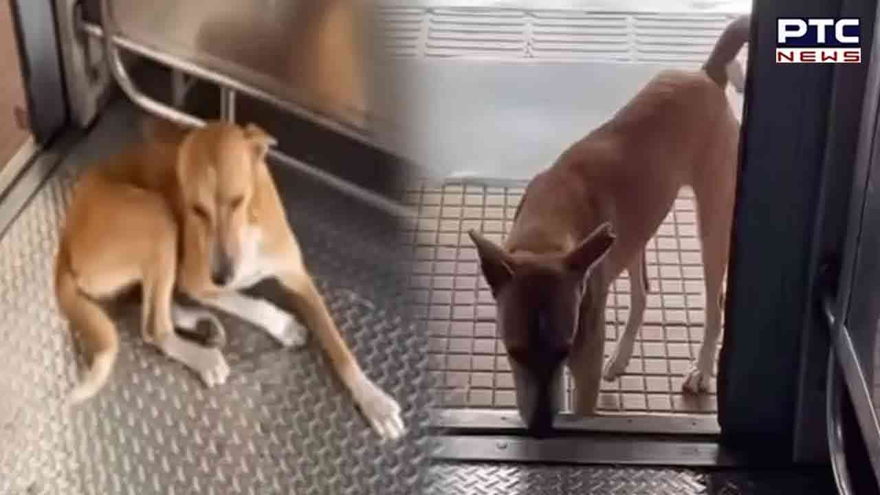 Adorable Dog's Commute: Mumbai local train becomes its daily ride, internet reacts