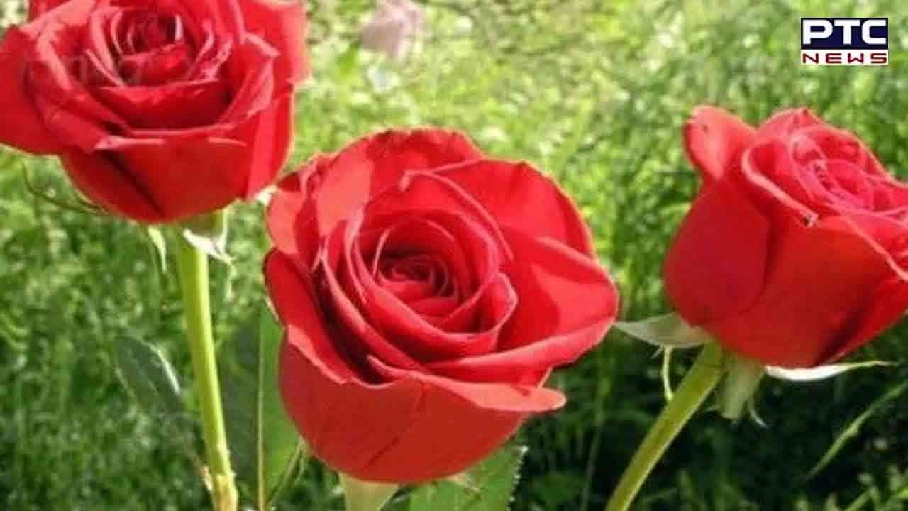 Rose Planting Tricks: ਗੁਲਾਬ ਦੇ ਬੂਟੇ 'ਤੇ ਨਹੀਂ ਆ ਰਹੇ ਫੁੱਲ, ਇਨ੍ਹਾਂ ਤਰੀਕਿਆਂ ਨਾਲ 15 ਦਿਨਾਂ 'ਚ ਆਉਣਗੇ ਫੁੱਲ