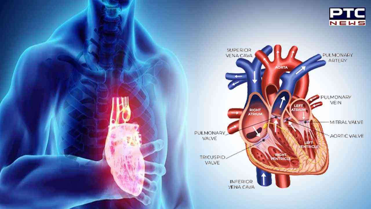 AI Doctor:  AI tools found five forms of heart failure