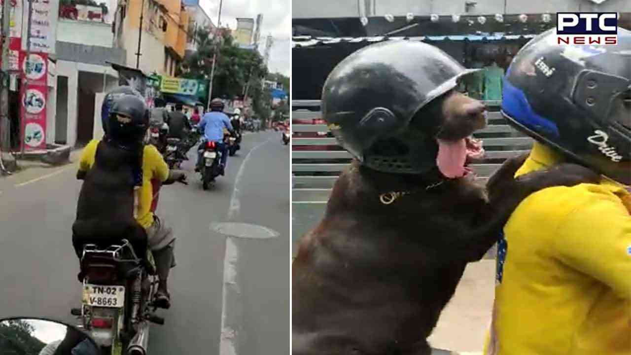 Rule is rule: Dog rides bike wearing helmet, watch video