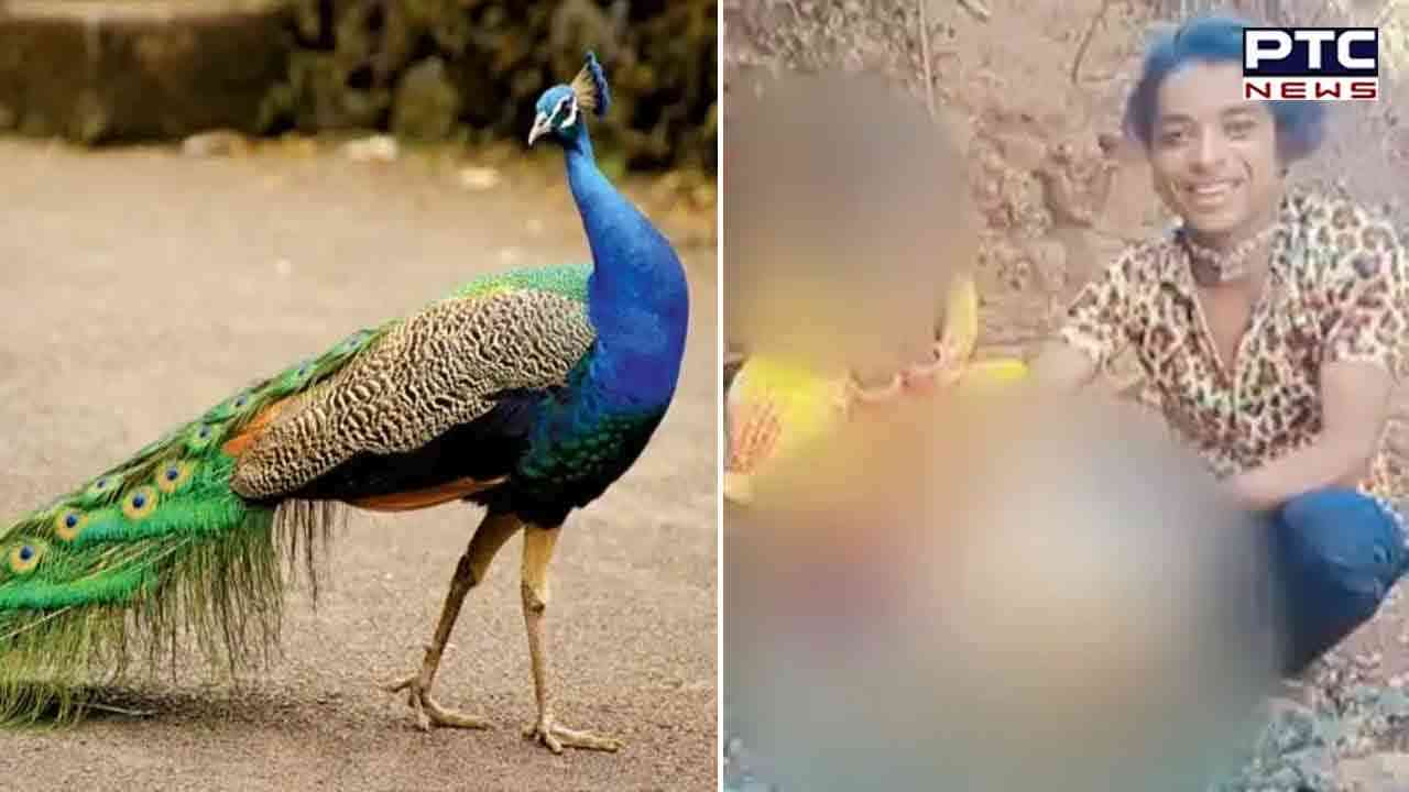 Video of man torturing peacock goes viral, netizens demand strict action
