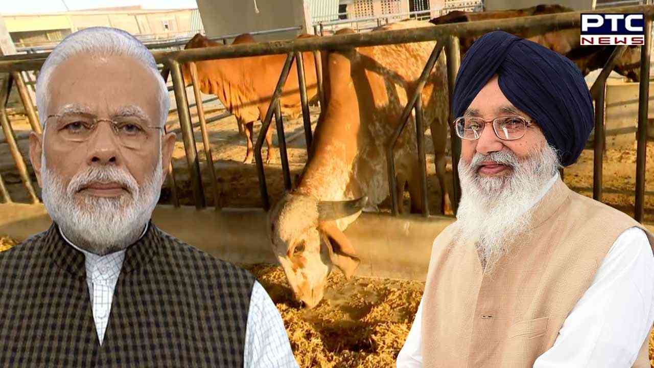 ਜਦੋ PM ਮੋਦੀ ਦੇ ਇੱਕ ਫੋਨ 'ਤੇ ਬਾਦਲ ਪਿੰਡ ਪਹੁੰਚੀਆਂ ਇਹ ਗਾਂਵਾਂ!