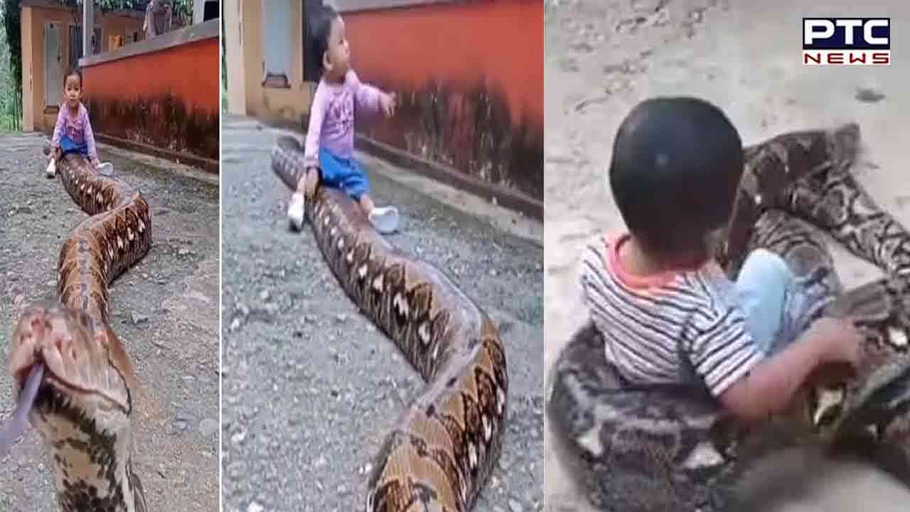Viral Video: ਜਦੋਂ ਅਜਗਰ ਦੇ ਉੱਪਰ ਬੈਠ ਕੇ ਖੇਡਣ ਲੱਗਾ ਬੱਚਾ, ਵੀਡੀਓ ਦੇਖ ਹਰ ਕੋਈ ਰਹਿ ਗਿਆ ਦੰਗ