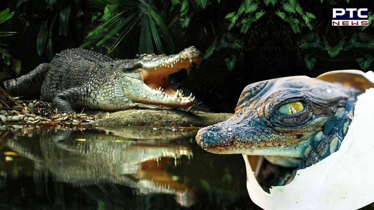Intriguing Case of 'Virgin Birth': Crocodile impregnates herself, puzzling scientists