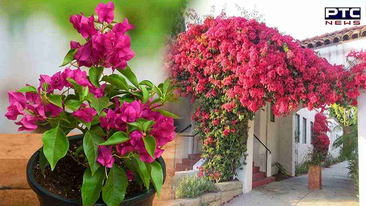 Bougainvillea Flowers Benefits: ਸੜਕ ਕਿਨਾਰੇ ਦਿਖਾਈ ਦੇਣ ਵਾਲੇ ਇਸ ਫੁੱਲ ਨਾਲ ਬਲੱਡ ਸ਼ੂਗਰ ਤੋਂ ਲੈ ਕੇ ਜੋੜਾਂ ਦੇ ਦਰਦ ਤੱਕ ਹੋਣਗੇ ਦੂਰ !