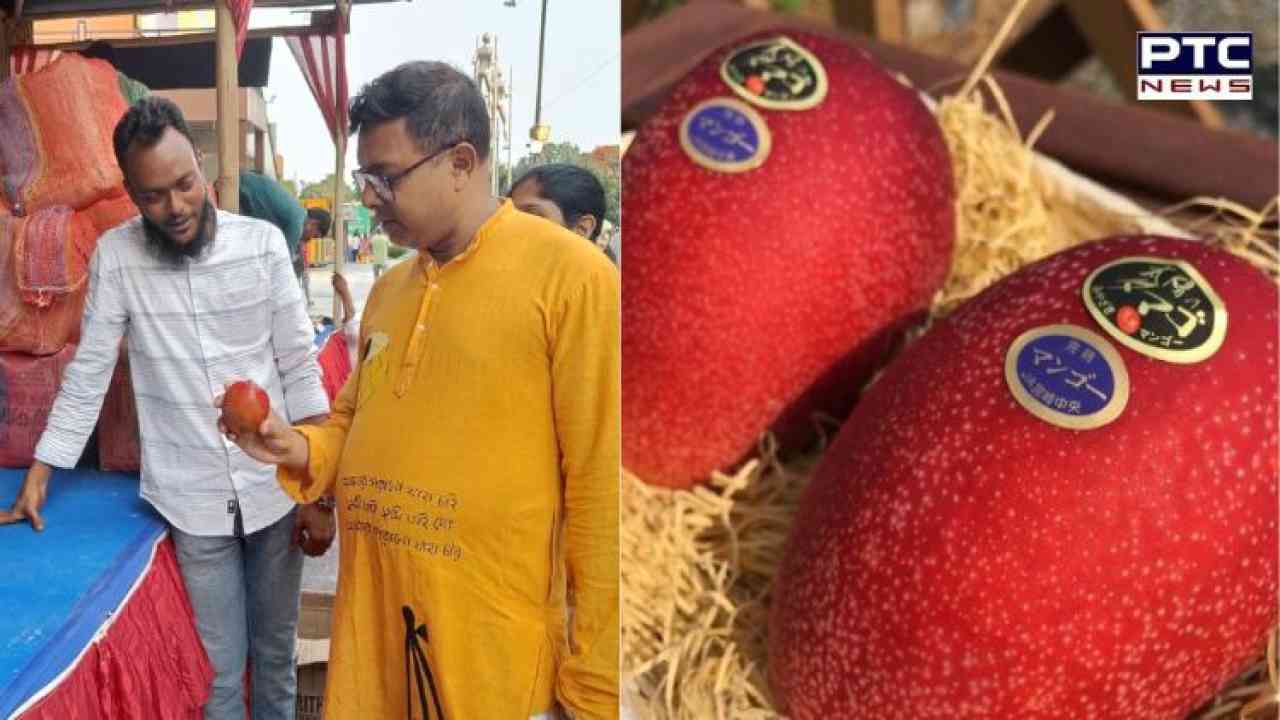 West Bengal: World's most expensive mango 'Miyazaki' put on display at mango festival; know its price